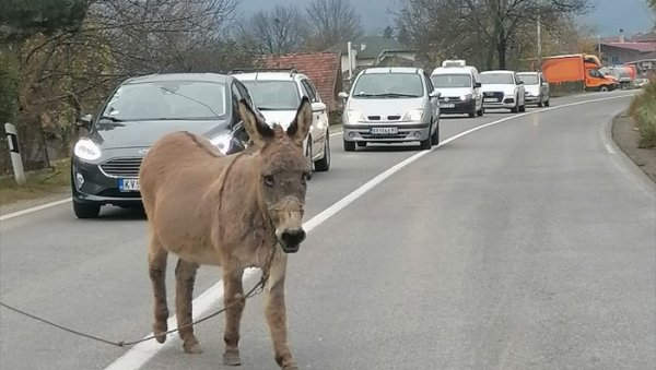 МАГАРАЦ УСПОРИО САОБРАЋАЈ: Несвакидашња сцена на Ибарској магистрали код Краљева