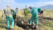 САМИ ПРОИЗВОДЕ ДРВЕЋЕ ЗА РАСАД: У Вршцу планирано пошумљавање са 8.000 садница