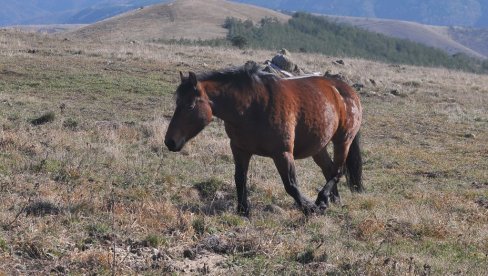 GOSPODARI PLANINE: Poludivlji konji na Stolovima poviše Kraljeva (FOTO)