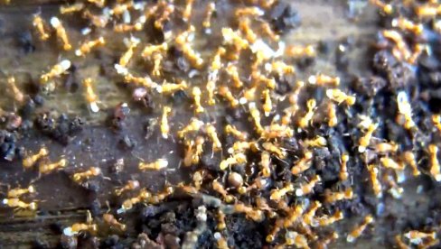 VEROVALI ILI NE: Čovek optužen za šverc mrava