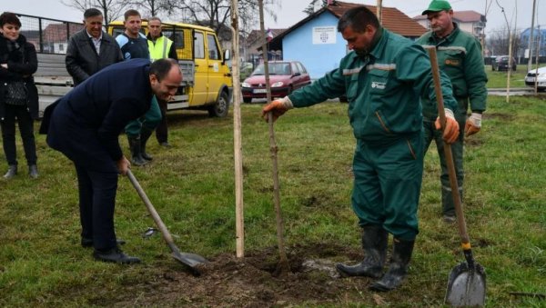 ЗАСАЂЕНИ ЈАВОРИ И БРЕЗЕ Краљево оплемењено новим садницама (ФОТО)