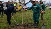 ZASAĐENI JAVORI I BREZE Kraljevo oplemenjeno novim sadnicama (FOTO)