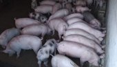 КУЋА, КОКОШИЊАЦ, СВИЊАЦ, ПУШНИЦА И ГАРАЖА ЗА 23.000 €! Аца продаје велико домаћинство, а сви одушевљени због 1 ствари