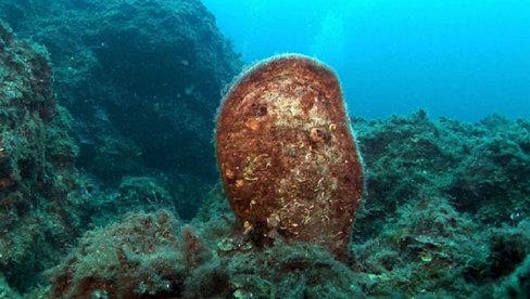 MORSKA SVILA OD PALASTURE: Jedinstvena, zlatna tkanina dar neugledne, danas ugrožene školjke (FOTO)