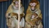 НАУЧНО ОТКРИЋЕ: Шимпанзе развиле сложен систем комуникације са елементима сличним језику