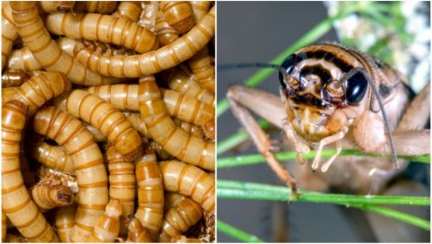 MESIĆE SE HLEB OD CRVA BRAŠNARA: Polemika posle odluke Brisela da dozvoli korišćenje brašna od insekta u ljudskoj ishrani