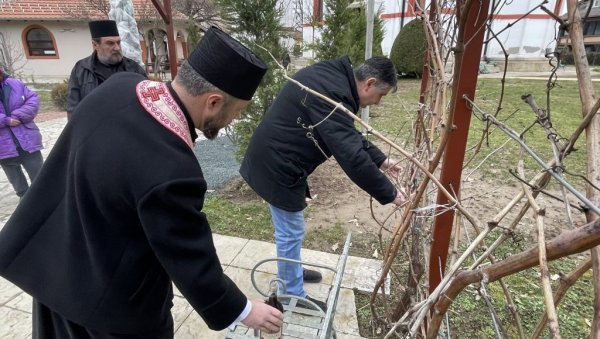 ОВО ЈЕ НАЈПОСЕБНИЈИ ВИНОГРАД У СРБИЈИ: Налази се у порти цркве - родио је од калема старе лозе са Хиландара (ФОТО)