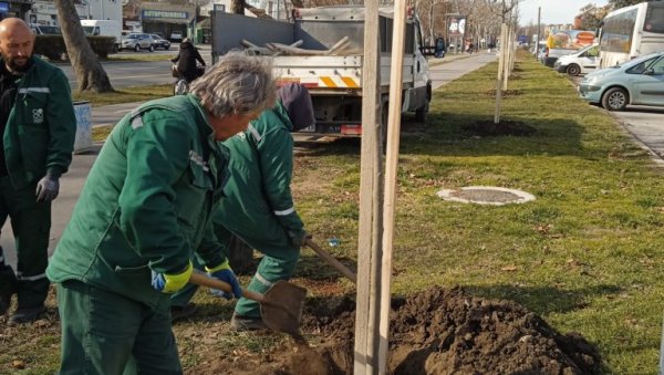 ПОСАЂЕНО 109 НОВИХ СТАБАЛА: Футошки пут у Новом Саду биће зеленији