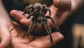 BIZARNO: Motociklista povređen u saobraćajnoj nesreći zbog tarantule