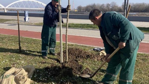 ЗА ЗЕЛЕНИЈИ НОВИ САД: Од почетка године посађене 663 саднице древећа и 3.370 комада украсног шибља