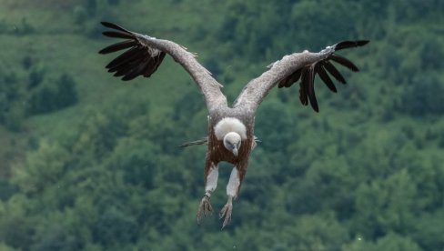 ČUDO NA SRPSKOM BRDU: Impresivna ptica se nakon težeg oporavka ponovo našla među oblacima