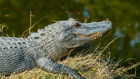 KO JE BIO PREDATOR, A KO PLEN: Nova saznanja o funkcionisanju lanca ishrane pre više miliona godina