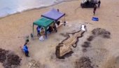 БИЛА СУ ВЕЋА НЕГО ШТО СЕ МИСЛИЛО: Ова морска чудовишта су живела и на простору Србије БИЛА СУ ВЕЋА НЕГО ШТО СЕ МИСЛИЛО: Ова морска чудовишта су живела и на простору Србије