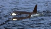 DVE DECENIJE ISTRAŽIVANJA: Orke snimljene u zapanjujućem gestu prema ljudima DVE DECENIJE ISTRAŽIVANJA: Orke snimljene u zapanjujućem gestu prema ljudima