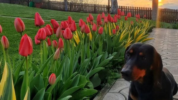 МАЛИ ЧУВАР ВЕЛИКОГ СРЦА: Председник Вучић објавио победничку фотографију за ову недељу (ФОТО)