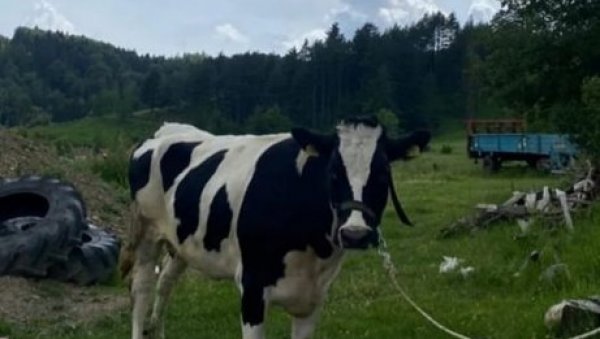 ДРИ УТВРДИЛА НЕПРАВИЛНОСТИ УПРАВЕ ЗА ВЕТЕРИНУ: Ветеринарима 1, 55 милијарди динара без папира