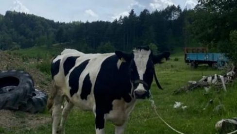 ДРИ УТВРДИЛА НЕПРАВИЛНОСТИ УПРАВЕ ЗА ВЕТЕРИНУ: Ветеринарима 1, 55 милијарди динара без папира