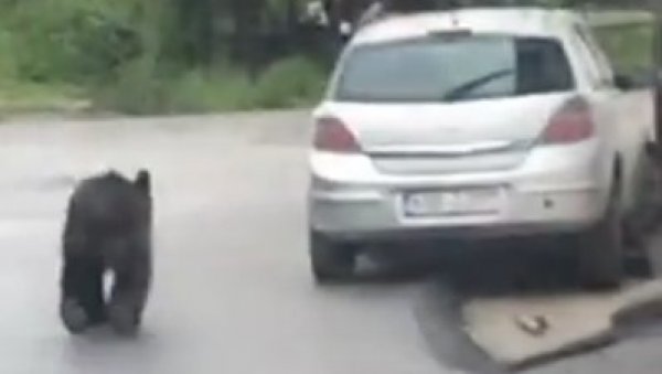 МЕДВЕД ЛУТА УЛИЦАМА САРАЈЕВА: Екипе ловачког друштва на терену (ВИДЕО)