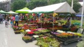 PETNAESTI PO REDU: U Požarevcu se sutra otvara dvodnevni Festival cveća PETNAESTI PO REDU: U Požarevcu se sutra otvara dvodnevni Festival cveća