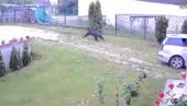 ДИВЉА ЗВЕР ТРЧИ КРОЗ ДВОРИШТЕ: Невероватан снимак из Новог Пазара (ВИДЕО) ДИВЉА ЗВЕР ТРЧИ КРОЗ ДВОРИШТЕ: Невероватан снимак из Новог Пазара (ВИДЕО)