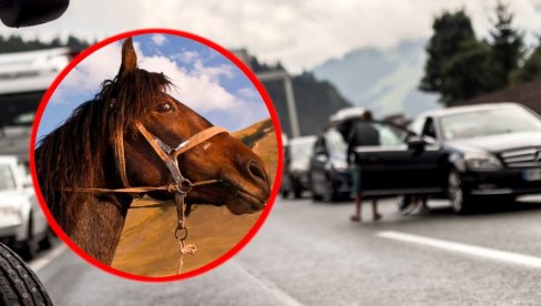 KOMBI USMRTIO ODBEGLOG KONJA: Nesreća na putu između Kikinde i Mokrina KOMBI USMRTIO ODBEGLOG KONJA: Nesreća na putu između Kikinde i Mokrina