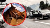KOMBI USMRTIO ODBEGLOG KONJA: Nesreća na putu između Kikinde i Mokrina KOMBI USMRTIO ODBEGLOG KONJA: Nesreća na putu između Kikinde i Mokrina