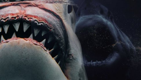 NAUČNICI UPOZORAVAJU NA DRAMATIČNE ZVUKE U OKEANU: Znak nečeg mnogo zlokobnijeg od džinovske ajkule