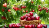 КО ИМА ПЛАТИЋЕ, КО НЕМА ГЛЕДАЋЕ! Цена трешања обара све рекорде, на тезгама расправа сваки дан