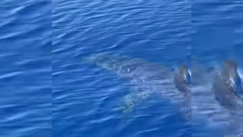 VELIKA MORSKA NEMAN SNIMLJENA NA JEDNOM OD OMILJENIH LETOVALIŠTA SRBA: Pecaroš kamerom zabeležio jeziv momenat (VIDEO) VELIKA MORSKA NEMAN SNIMLJENA NA JEDNOM OD OMILJENIH LETOVALIŠTA SRBA: Pecaroš kamerom zabeležio jeziv momenat (VIDEO)