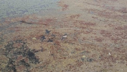 СМРАД СЕ ШИРИ, ЗАГАЂЕЊА НЕМА: На притужбе да се у водоток ВБК испушта отпад реаговао председник Србобрана СМРАД СЕ ШИРИ, ЗАГАЂЕЊА НЕМА: На притужбе да се у водоток ВБК испушта отпад реаговао председник Србобрана