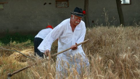 ŽETVA NA STARI NAČIN: U Sajanu kod Kikinde održane žetelačke svečanosti (FOTO)