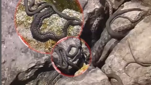 NA OBALI JADRANA: Turista naleteo na leglo zmija koje skaču - ima ih mnoštvo, snimak je jeziv (VIDEO) NA OBALI JADRANA: Turista naleteo na leglo zmija koje skaču - ima ih mnoštvo, snimak je jeziv (VIDEO)