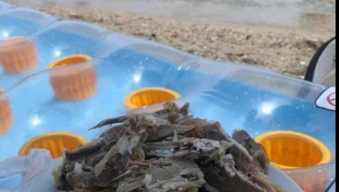 ALEKSANDAR JE NA PLAŽU U GRČKOJ PONEO PEČENO JAGNJE: Srpski turisti prevazišli sami sebe - komentari samo pljušte (FOTO) ALEKSANDAR JE NA PLAŽU U GRČKOJ PONEO PEČENO JAGNJE: Srpski turisti prevazišli sami sebe - komentari samo pljušte (FOTO)