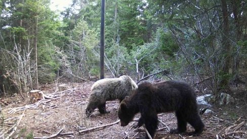 KOŠNICE NA METI MEDVEDA: Miris meda i nektara mami divlje životinje, od početka godine 23 napada