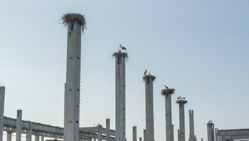 КОЛОНИЈА РОДА НА НЕДОВРШЕНОЈ ЗГРАДИ: Орнитолошка атракција у Новом Саду КОЛОНИЈА РОДА НА НЕДОВРШЕНОЈ ЗГРАДИ: Орнитолошка атракција у Новом Саду