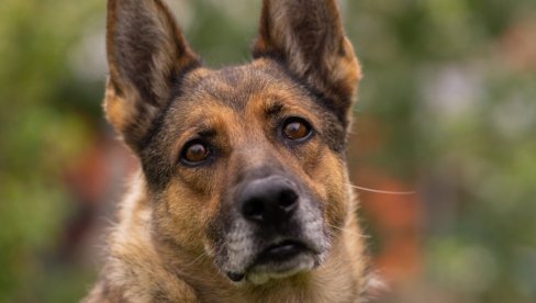 ПОКОЉ ЖИВОТИЊА! Убијају три милиона паса у овој земљи због - фудбала!? (УЗНЕМИРУЈУЋИ ВИДЕО СНИМЦИ)