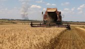 ZLATO I PŠENICA U PORASTU, NAFTA NAJNIŽA U MESECIMA: Evo kakvo je tačno stanje na berzi u Evropi