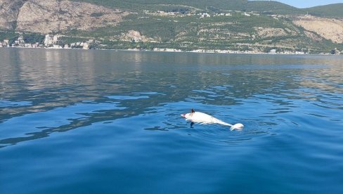 УГИНУО ДЕЛФИН У ХЕРЦЕГ НОВОМ: Ужас у Црној Гори УГИНУО ДЕЛФИН У ХЕРЦЕГ НОВОМ: Ужас у Црној Гори