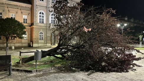 U SMEDEREVU NEVREME ČUPALO DRVEĆE: Olujni vetar nosio sve pred sobom, nema povređenih