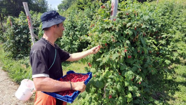 ЗА МАЛИНАРЕ 18.000 ДИНАРА ПО ХЕКТАРУ Гламочић:Успоставићемо јасан систем декларисања