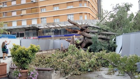 КОПРИВИЋ НИЈЕ ОДОЛЕО, АЛИ ТО НИЈЕ ЊЕГОВ КРАЈ: Семе стабла старог век и по, кога је поломила олуја, биће посађено по Новом Саду