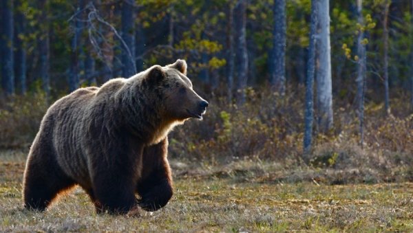 ОБРАЧУН НА ЖИВОТ И СМРТ: Човек у самоодбрани убио гризлија