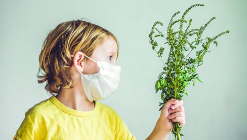 DA SE OLAKŠA BOLESNIMA: Pokrenuta aplikacija AmbTrack za prijavu ambrozije