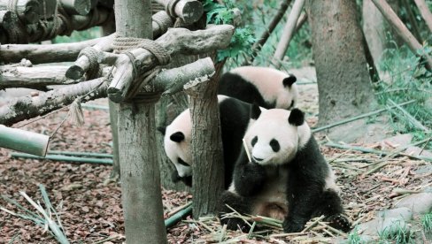 НАЈНОВИЈА СТУДИЈА: Џиновске панде први пут користиле предмете као алат