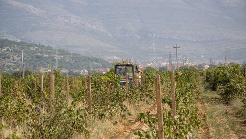 TEŠKA GODINA ZA VEĆINU TREBINJSKIH VINOGRADARA  Manje grožđa, veće cene