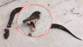 Знате ли зашто је опасно да одсечете змији главу?