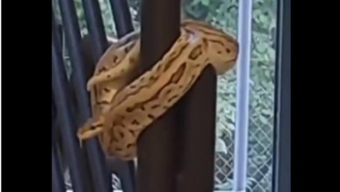 NAUČNO OTKRIĆE: Molekul iz krvi pitona mogao bi da posluži za nove lekove protiv gojaznosti