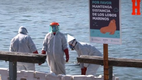 СТРАШНИ ПРИЗОРИ: Птичији грип усмртио морске лавове (ВИДЕО) СТРАШНИ ПРИЗОРИ: Птичији грип усмртио морске лавове (ВИДЕО)