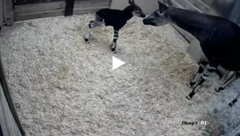 RADOST U ZOOLOŠKOM VRTU: Rođen okapi u zatočeništvu (VIDEO) RADOST U ZOOLOŠKOM VRTU: Rođen okapi u zatočeništvu (VIDEO)