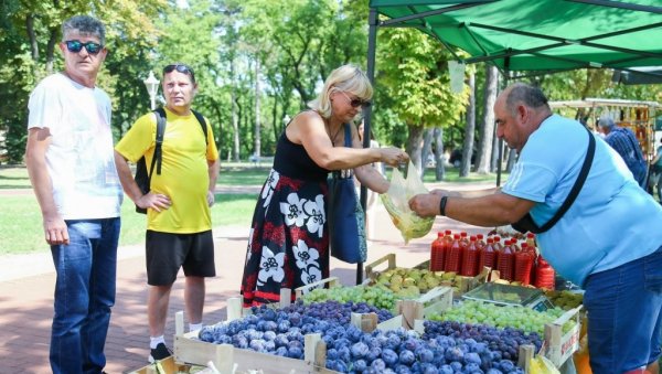 КИША ЈЕ ЛОЗИ И БОЛЕСТ ДОНЕЛА: Виноградарима са севера Војводине временске прилике нису ишле наруку